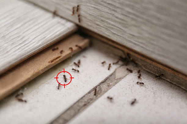Best Pest Control for Restaurants  in Hunter, OH