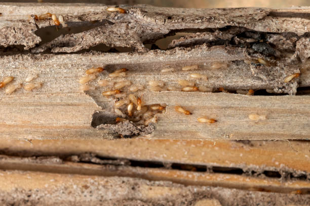 Professional Pest Control in Hunter, OH